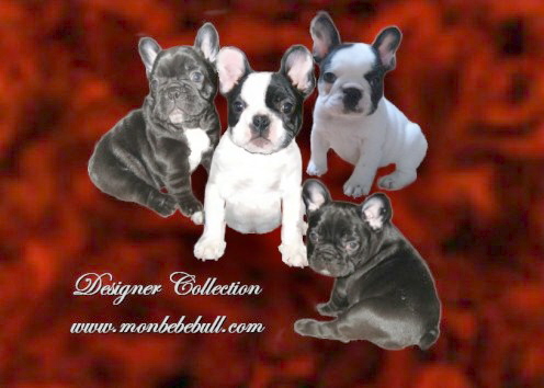 French Bulldogs.jpg